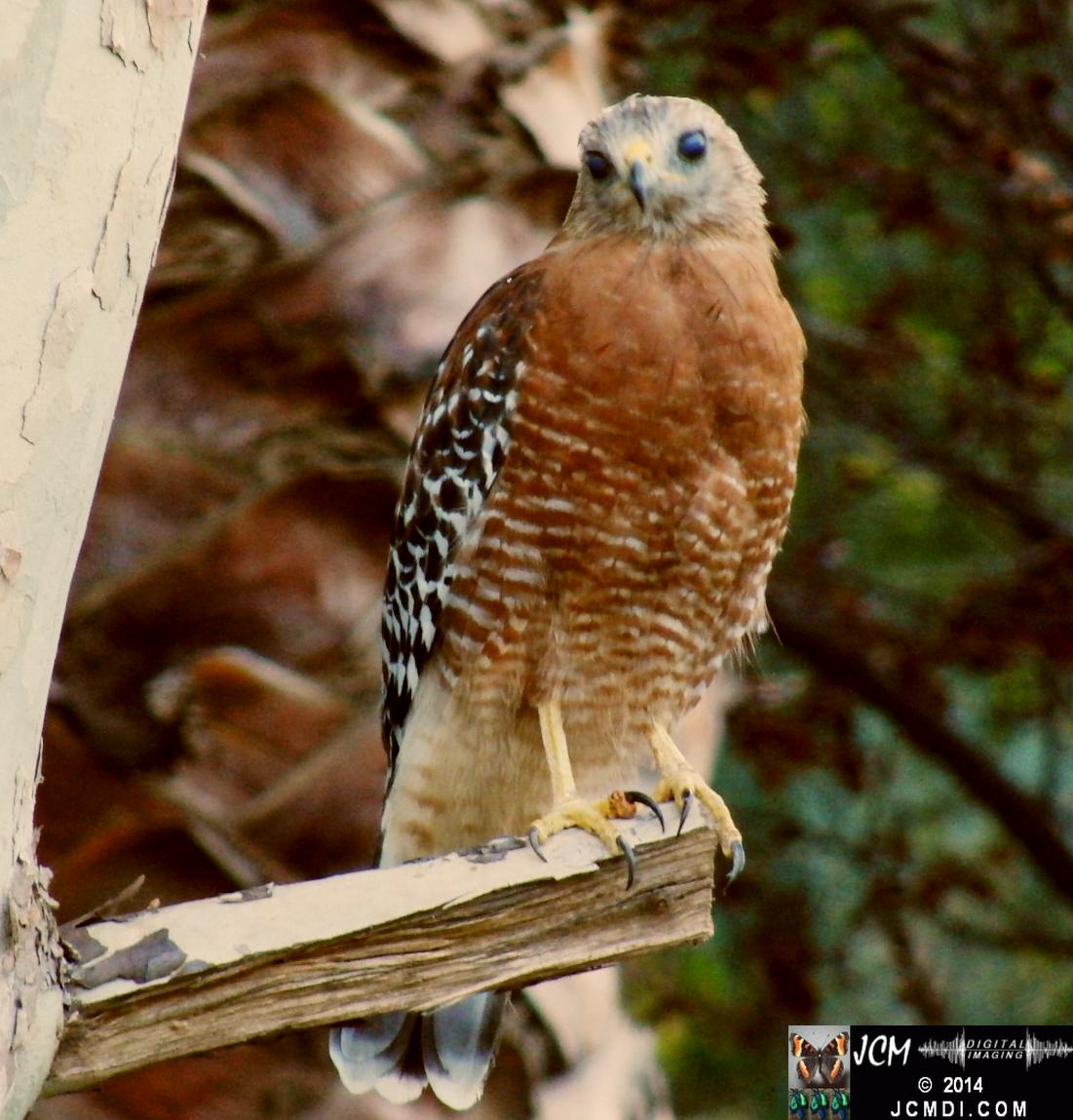 Still image of Red-Shouldered Hawk eating an Alligator Lizard � from the YouTube video